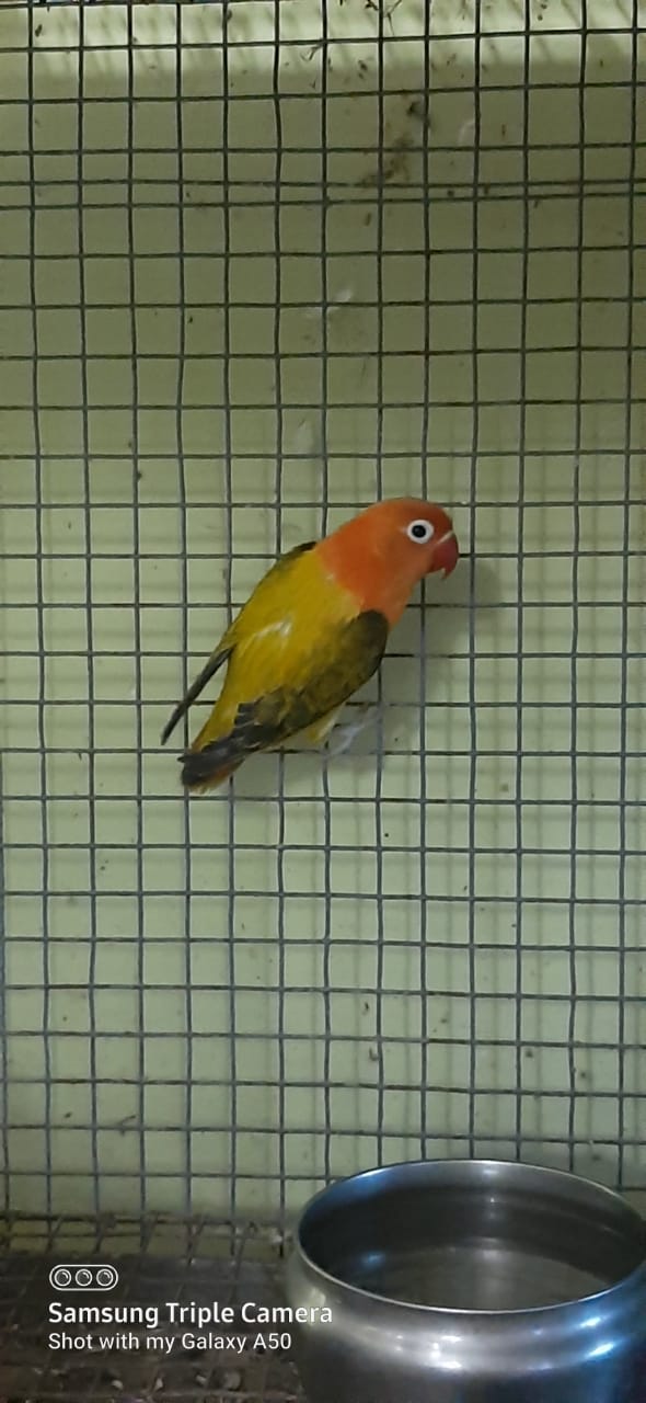 Birds breeder in Madurai